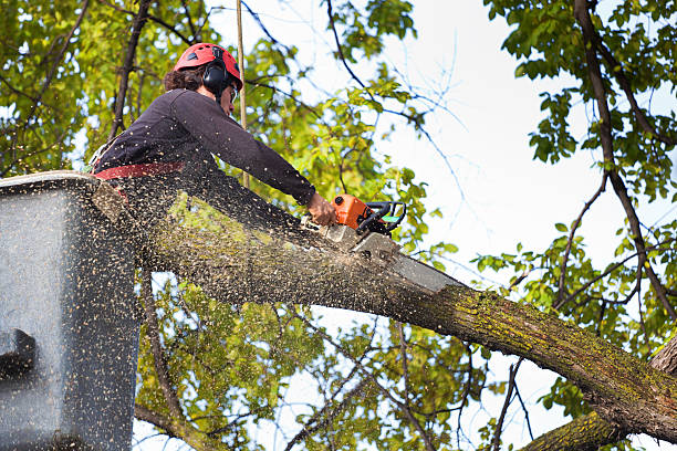 Best Tree Disease Treatment  in North Lewisburg, OH